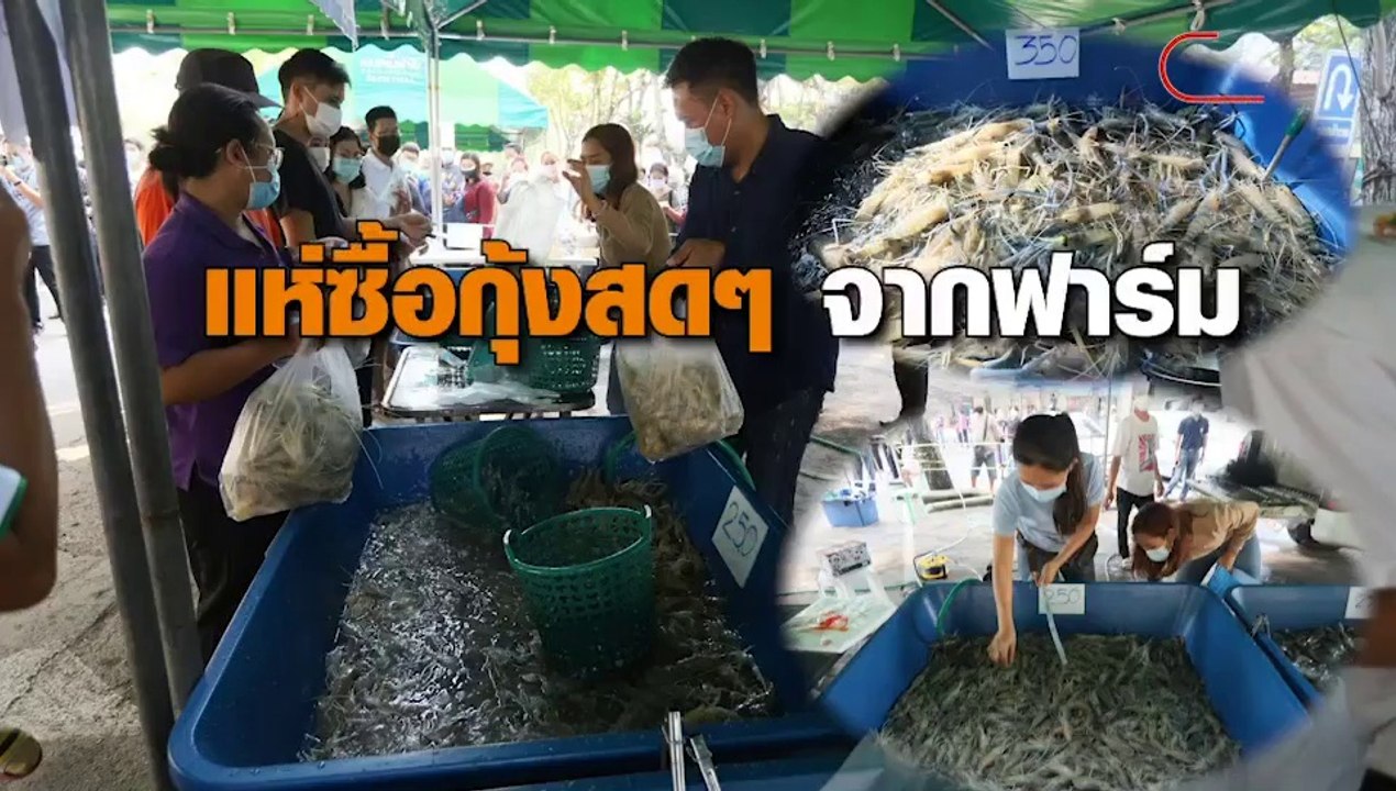 แห่ซื้อกุ้งสดๆ จากฟาร์ม ช่วยเกษตรกร สู้ภัยโควิด