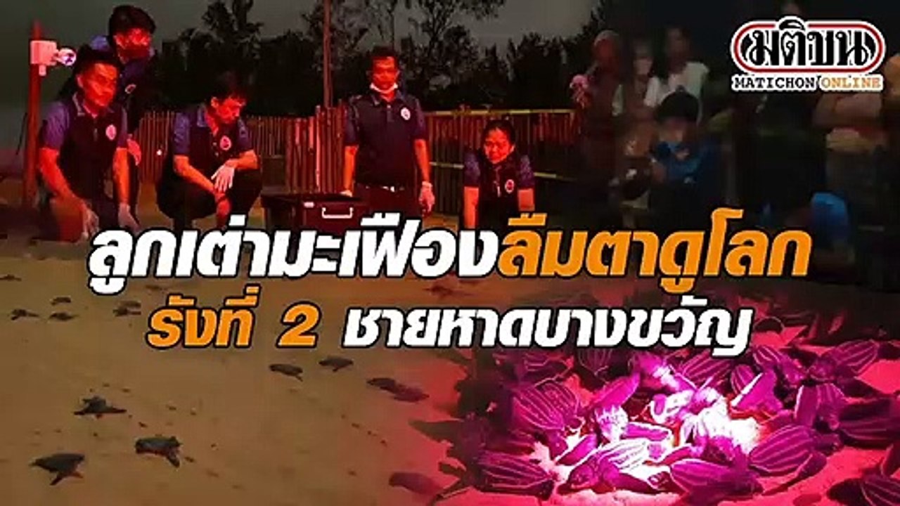 ลูกเต่ามะเฟืองลืมตาดูโลก รังที่ 2ชายหาดบางขวัญ