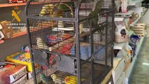 El Seprona interviene 13 aves exóticas en Logroño