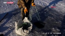 Buzla kaplanan Çıldır Gölü'nde Eskimo usulü balık avlıyorlar