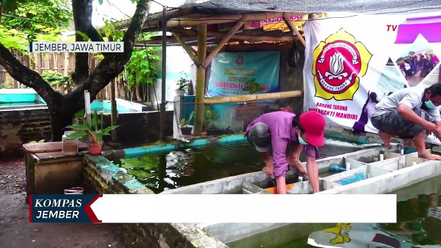 Pandemi Covid-19, Pembudidaya Ikan Lele Beralih ke Ikan Koi