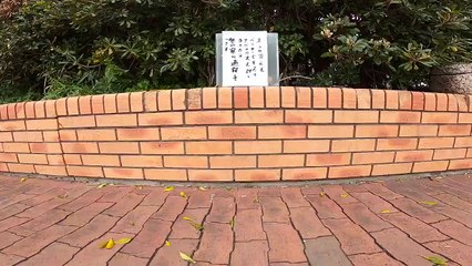 I took photos of stray cats living in Japan.