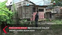 Geliat Bisnis Budidaya Ayam Pelung di Palembang