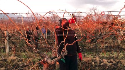 Üzümler rekolte ve kaliteyi arttırmak için makyajlanıyor