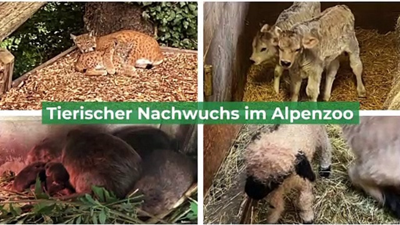 Tierischer Nachwuchs im Alpenzoo