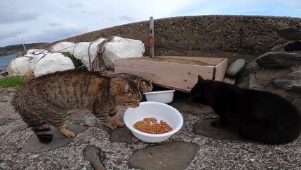 I took photos of stray cats living in Japan.3
