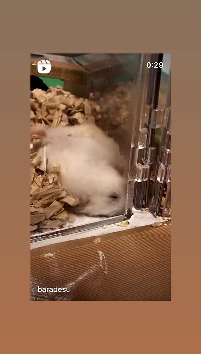 hamster