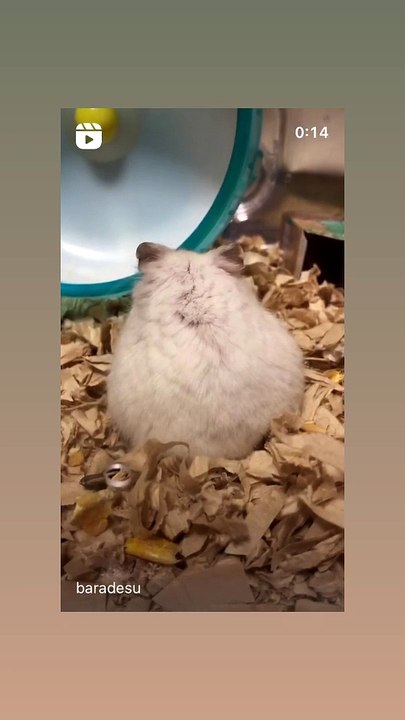 hamster
