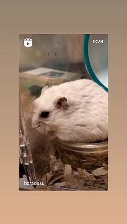 hamster