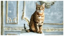Top 5 Most Expensive Cat Breeds In the World 2021 | Duniya ki 5 Mehngi Billiyan | Cat In Urdu/Hindi