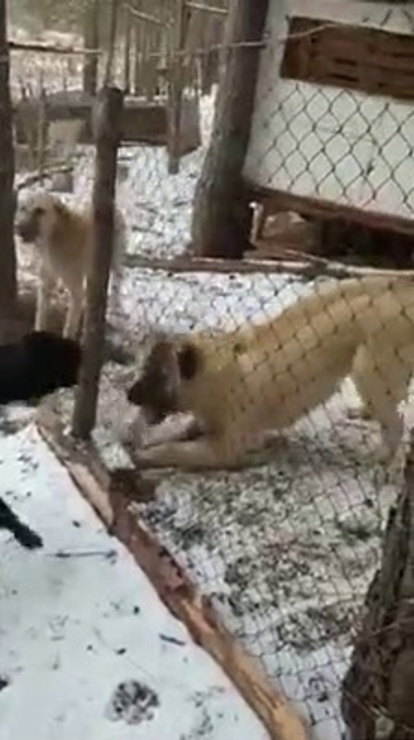 KANGAL ve PiTBULL KOPEGiNiN KARSI KARSIYA  ATISMASI - KANGAL VS PiTBULL DOG