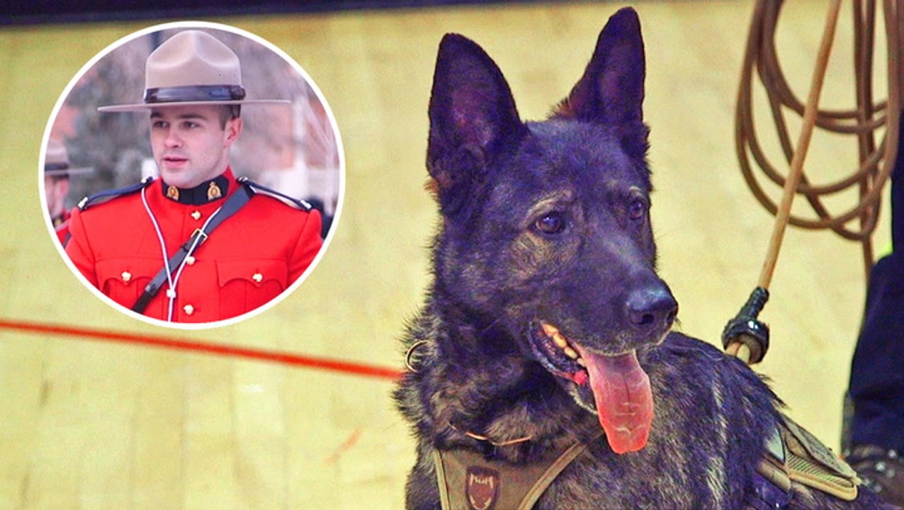 Why Canadian Mounties train with dogs in sub-zero temperatures