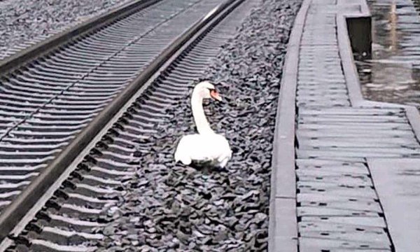 Un cygne en deuil arrête les trains en Allemagne en se mettant sur les voies ferrées