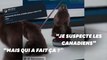 Les Américains découvrent les marmottes de France 3, et ils sont fans