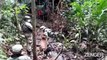 Colombian Military Destroys Jungle Drug Lab Housing 2 Tons Of Cocaine (Clipzilla)