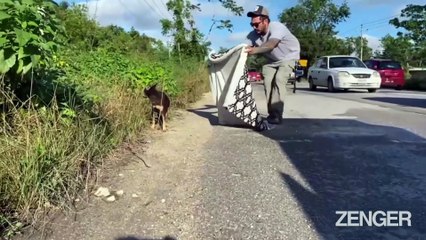Couple Rescues Pooches Hit While in Traffic  (RealPress)