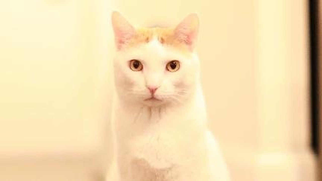 Ini Alasan Kucing Suka Nunjukin Pantatnya