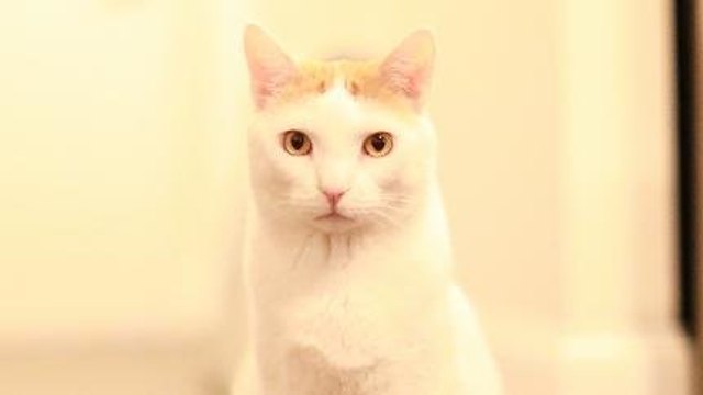 Ini Alasan Kucing Suka Nunjukin Pantatnya