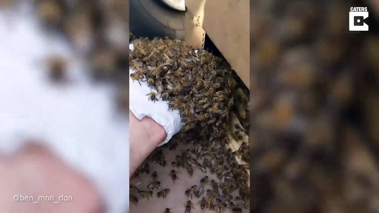 Un essaim d'abeille a colonisé son pneu de voiture