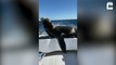 Ce lion de mer flemmard vient voler des poissons sur un bateau