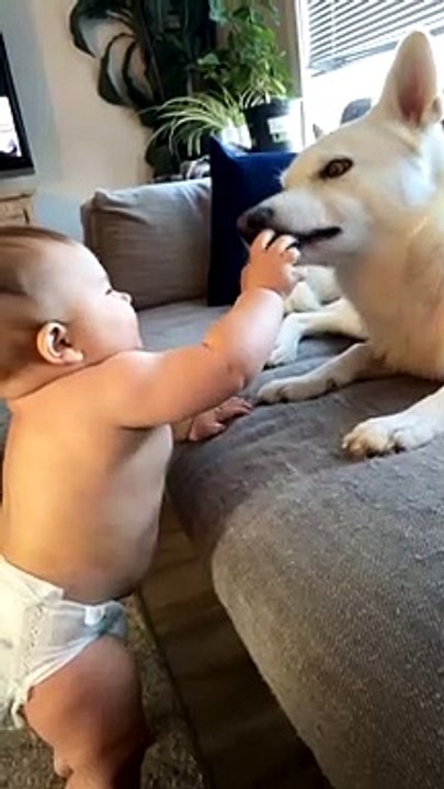 Baby Bites Dogs Tongue