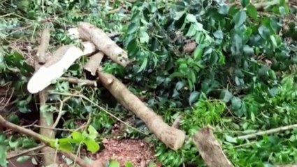 Patrulha Ambiental confirma denúncia de desmatamento no Bairro Guarujá