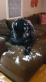 Dog Covered In Snow Snuggles On Couch While Creating Mess