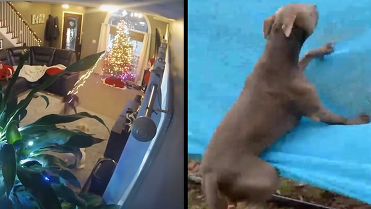 Dog Demolishes Tree & Hanging In A Hammock
