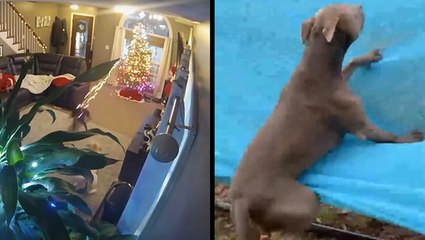 Dog Demolishes Tree & Hanging In A Hammock