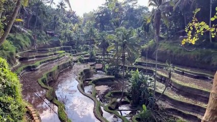 Les meilleures chaînes Youtube de développeur ? @Grafikart.fr @Benjamin Code @Micode @Captain Dev...