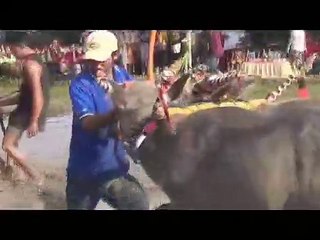 Balap Kerbau Makepung Lampit Jembrana, Bali