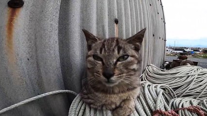 I took photos of stray cats living in Japan.5