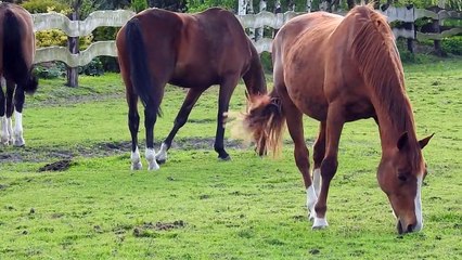 Horses eat grass