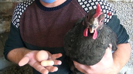 Yer fıstığına benzeyen yumurta görenleri şaşkına çeviriyor