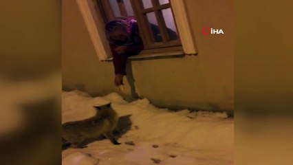 Aç kalan tilkileri elleriyle besledi!