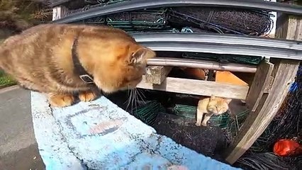 I took photos of stray cats living in Japan.6