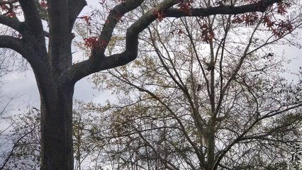 Brief Initial Thoughts on the D.C. Protest