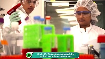 Covid-19: EUA estão próximos de ter vacina para animais domésticos