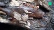 Un rhinocéros laineux de 20.000 ans retrouvé (presque) intact en Sibérie