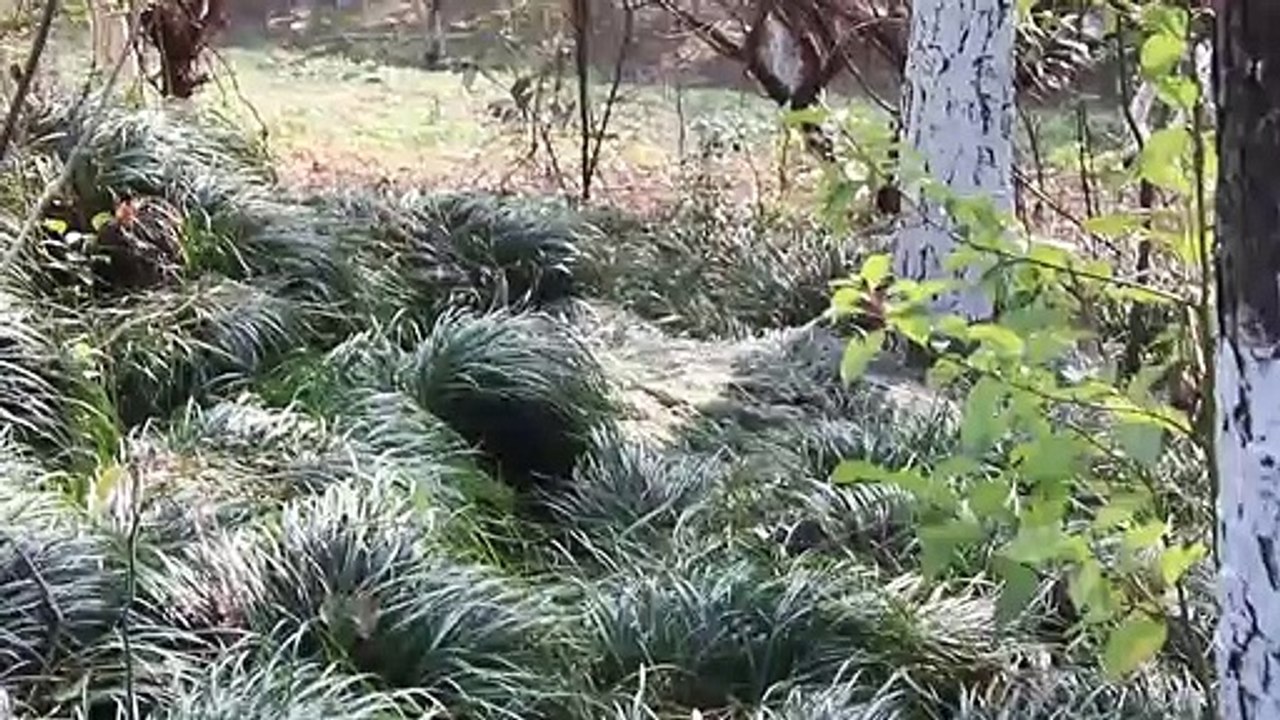 Caça Secreta Woodland Ghillie Terno Atirador Tiro Aéreo Verde Roupas de Adulto