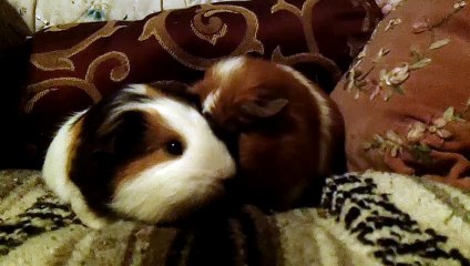 CAVIA PORCELLUS TURMERIC 102_2547