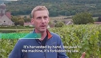 We went to a Champagne vineyard in France to find out why it's so expensive