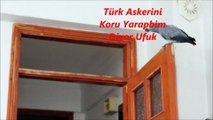 Kelime-i Tevhid Diyor Papağan Sır Yapım