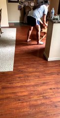 Baby Cow Follows Owner into House