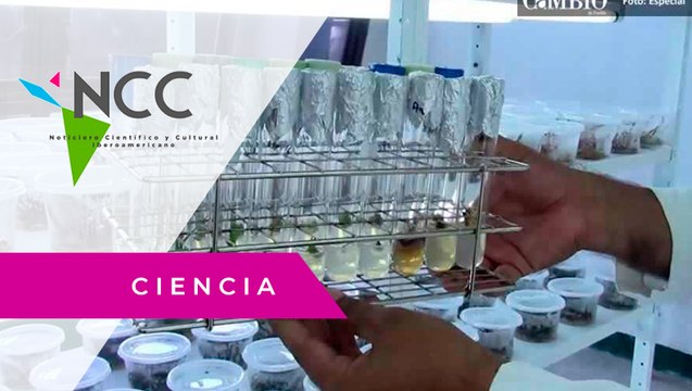 La micropropagación, una técnica para rescatar plantas endémicas
