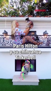 Los famosos tienen compañeros inseparables, aquí te presentamos algunas de sus mascotas