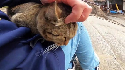 I took photos of stray cats living in Japan.10