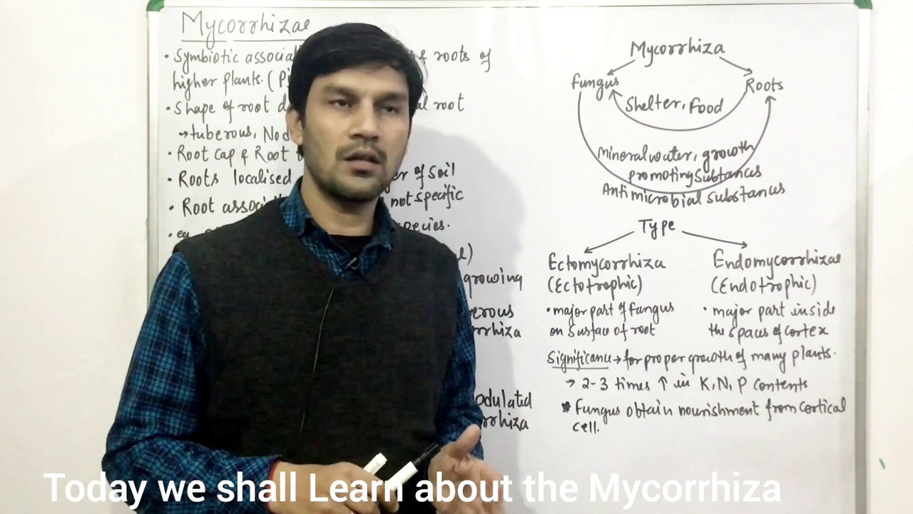 Mycorrhiza-Characteristics, Types(Endo & Ecto-Mycorrhizae) & Role