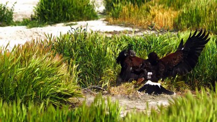 Speed of Life S01E01 - Hunters of East Africa