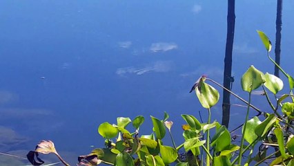 Ikan Misterius Berwarna Putih Di Danau Toba